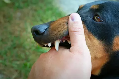 Bukan Anjing Saya