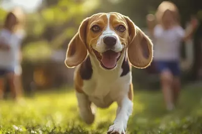 Berbagi Pemeliharaan Anjing