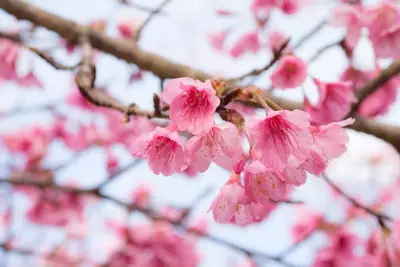 Memprediksi Periode Mekarnya Bunga Sakura