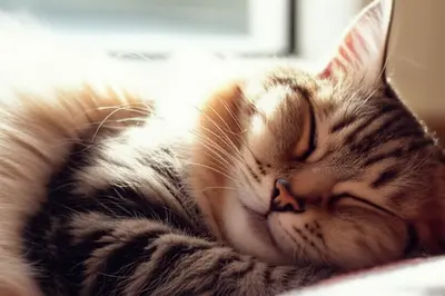 Kucingku Bisa Berpura-pura Tidur